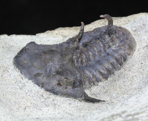 Rare Cambrian Kingaspidoides Trilobite - Tizi Ntfrkhin, Morocco #40592